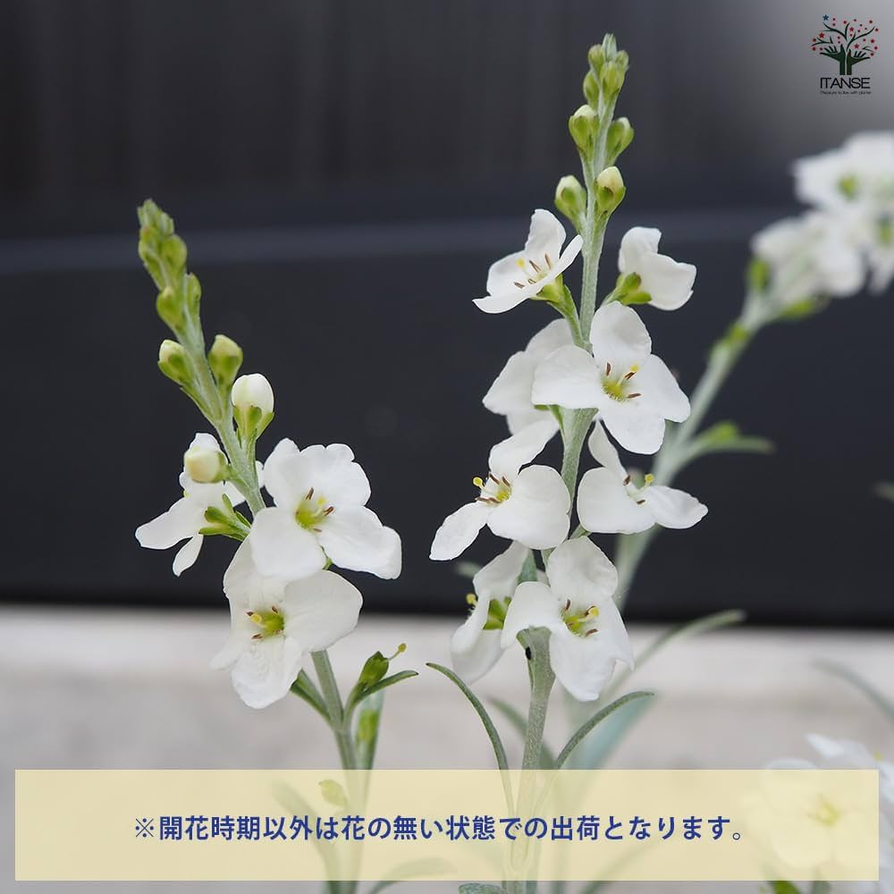 サマーセール！超希少 オペルクリカリア ヒルスティッシマ パワータンク 新種？ Amazon.co.jp: ITANSE ゴンフォスティグマ シルバーウィル