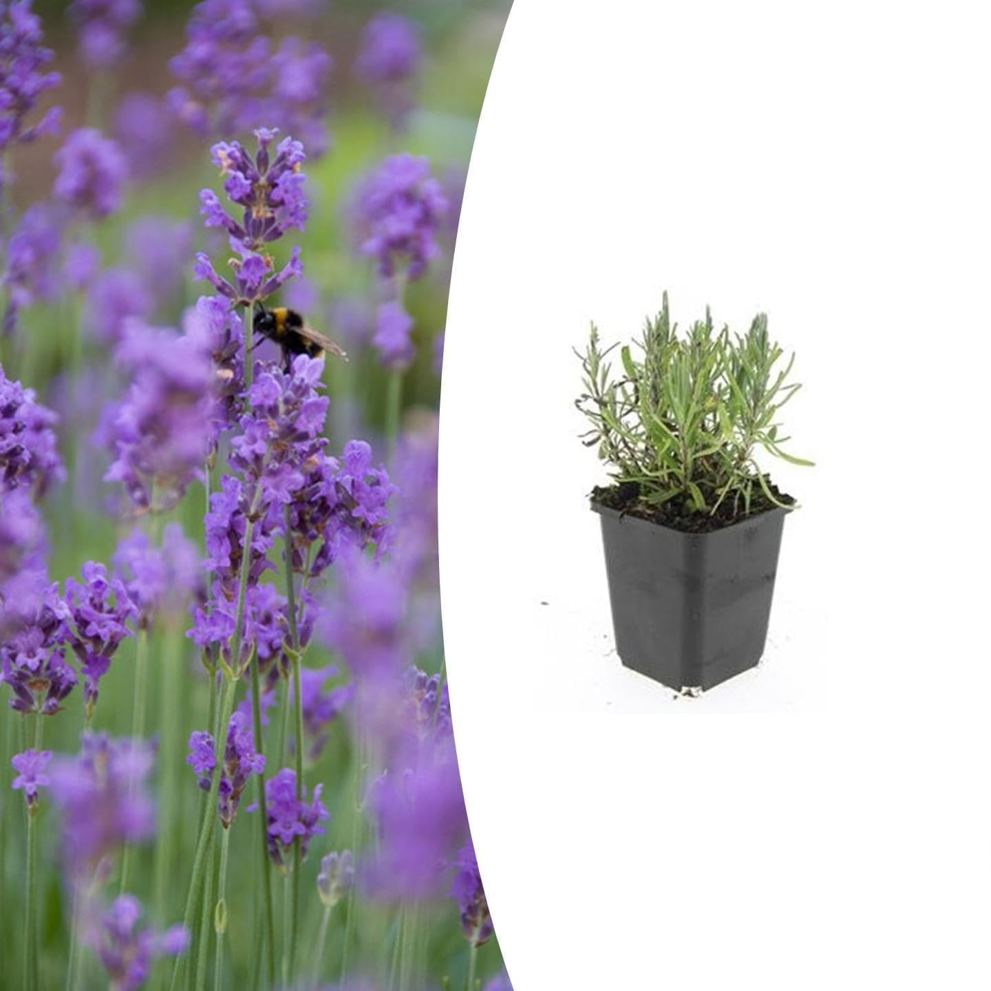 Piante di Lavanda Munstead per Giardino e Vaso, Viola, Set da 12, Vaso 9cm