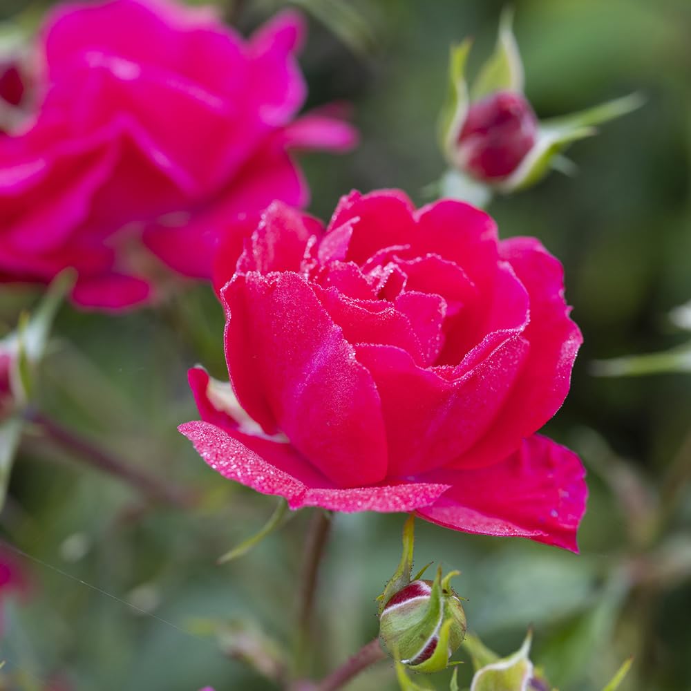 YouGarden Harkness 'Fab at 75' ® Birthday Rose, 4 Litre Potted Raspberry Red, Scented, Garden Rose, Birthday Gift