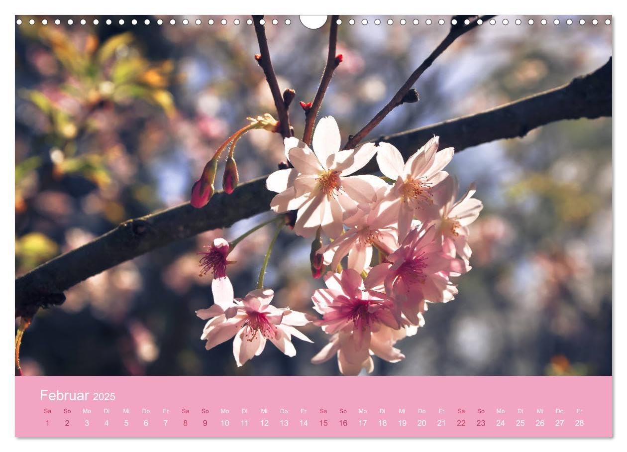 Zarte Kirschblüten - Berauschende Gedankendüfte (Wandkalender 2025 DIN A3 quer), CALVENDO Monatskalender: Lichtvolle Momente zur Kirschblütenzeit (CALVENDO Natur)