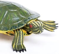 Vista 2 de Increíble criatura tortuga deslizante de orejas rojas