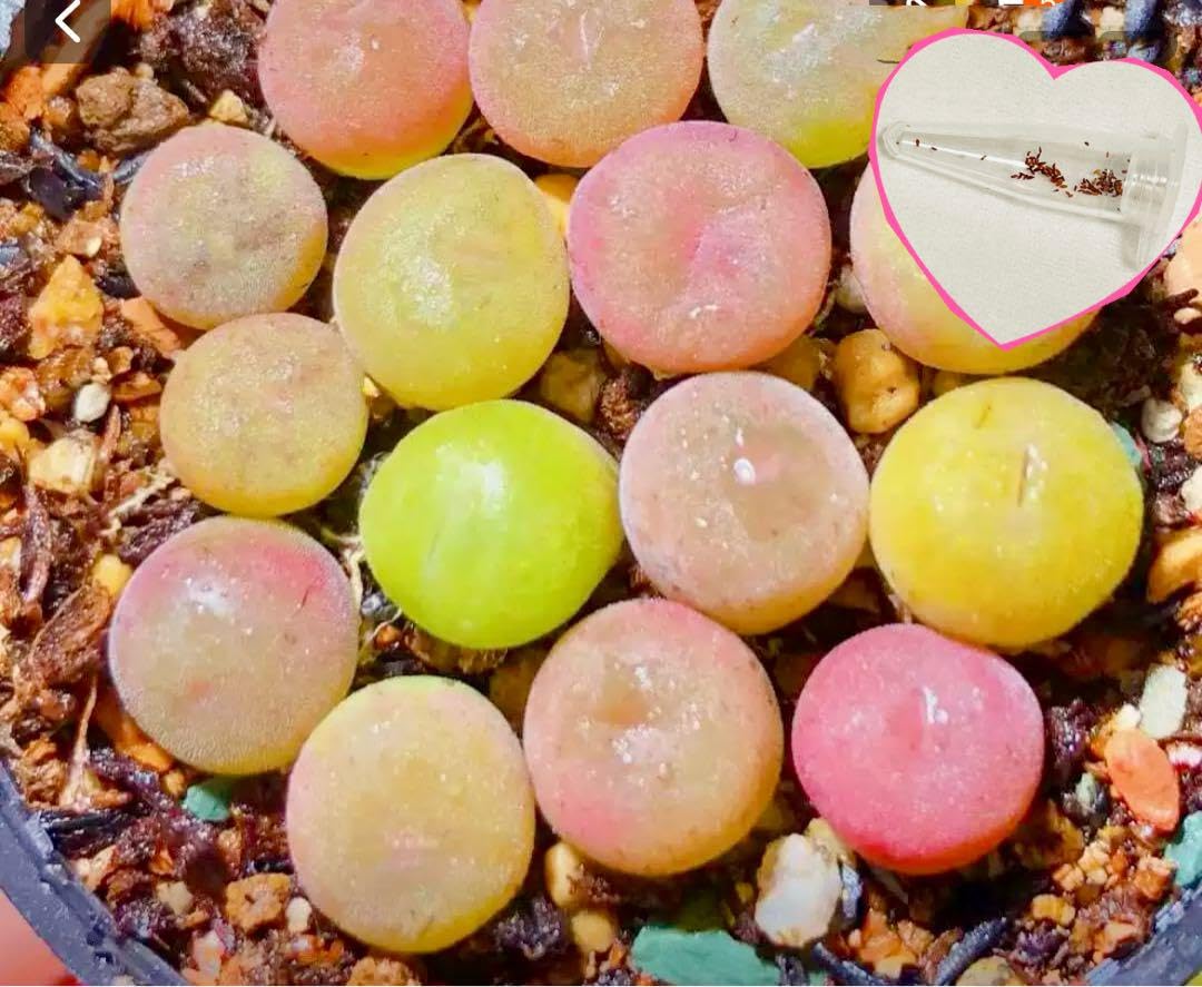 53 #多肉植物ア工オ二ウム錦❤️キツネ狩りを錦❤️1大頭5-6子芽11cm拔き苗 53 #多肉植物ア工オ二ウム錦❤️キツネ狩りを錦❤️1