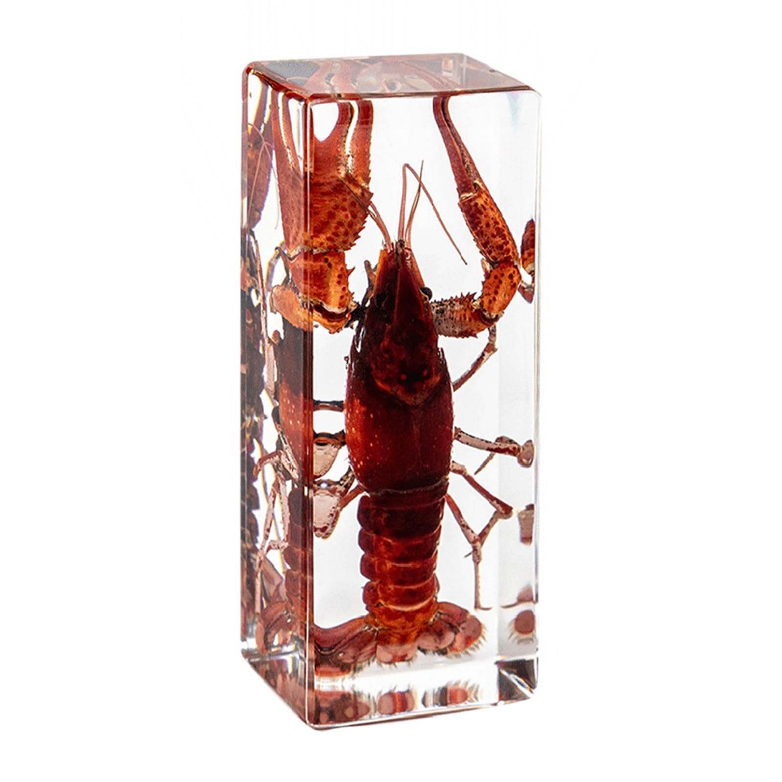 ALMASI Real Insect Specimens in Resin Paperweight Crafts, Animal Taxidermy Collection for Science Education & Desk Ornament(Lobster)