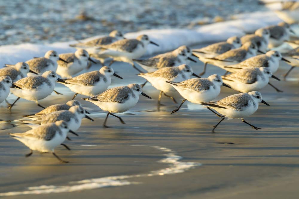 PosterazziPDDUS05BJY1270 USA, California, San Luis Obispo. Sanderlings running in the surf Photo Print, 18 x 24, Multi