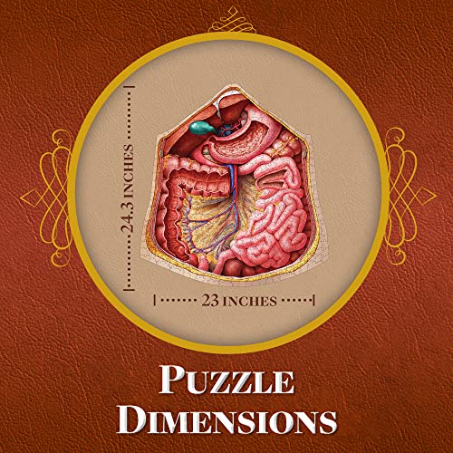Human Torso Anatomy Puzzle - Head, Thorax, Abdomen Bundle Set of 500 Piece Puzzles Over 1000 Pieces - Real Anatomy from Certified Medical Illustrator - Unique Adult Jigsaw Puzzles - Science for Kids