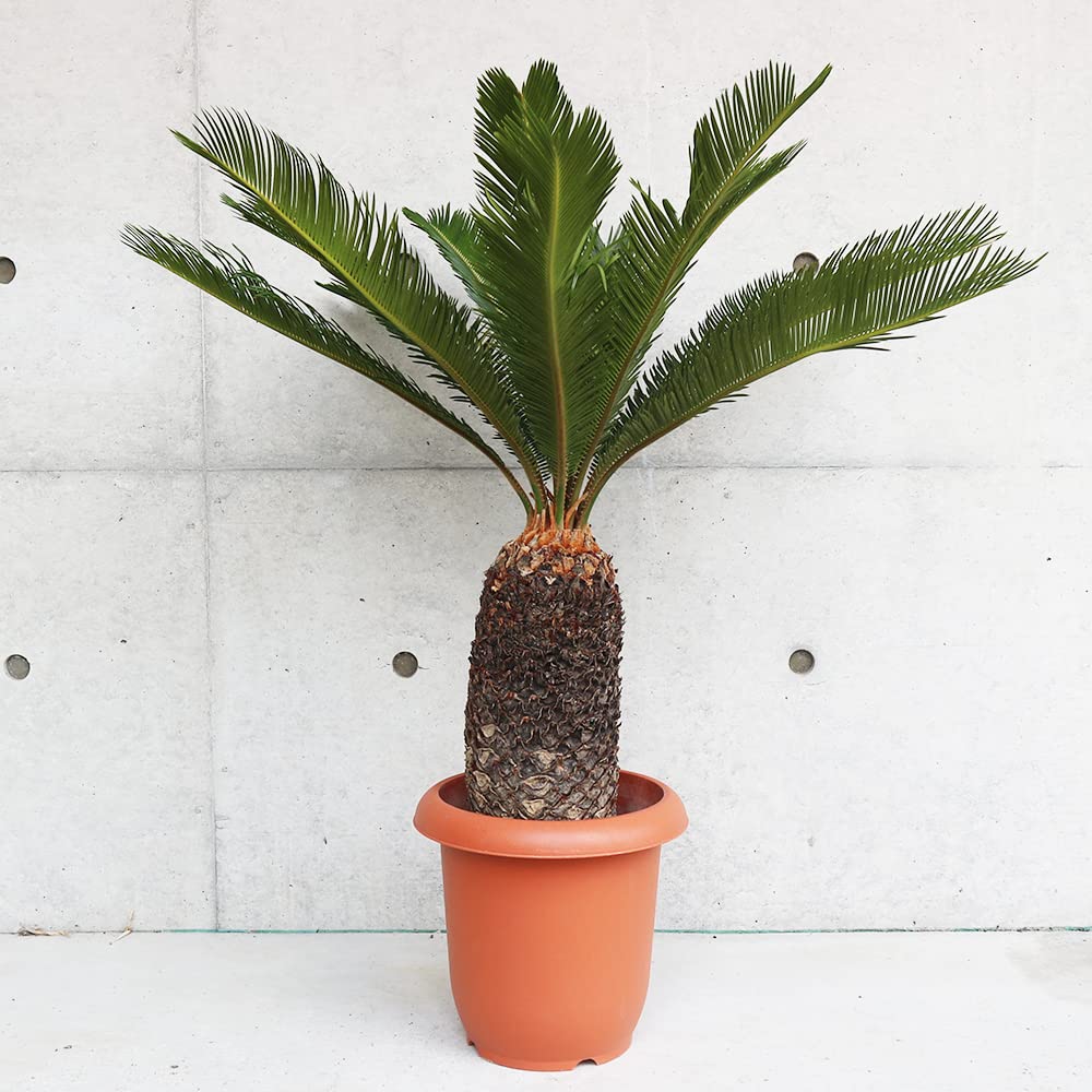 Amazon｜ソテツ 8号鉢大苗【品種で選べる観葉植物・リビングや