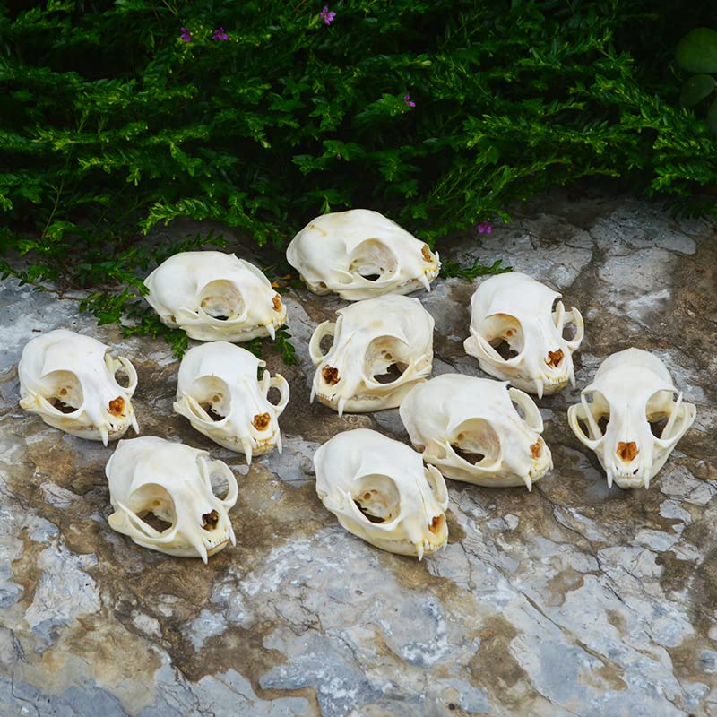 Amazon.co.jp: 1~10匹の猫動物頭骨標本収集研究 美しい猫の頭骨！ (10