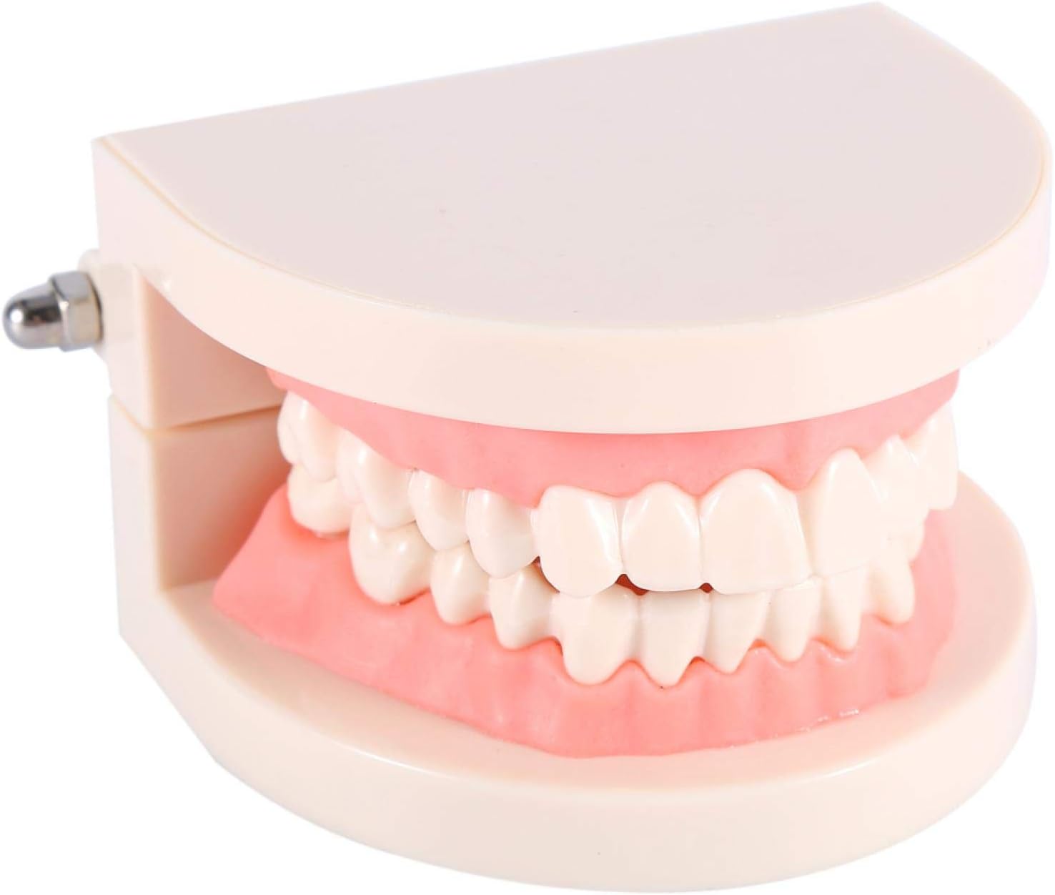 Tiiyee Fake Teeth Model for Kids Education, Adult Standard Anatomy Tooth Dental Teaching Demonstration Tool for Students Teaching Studying Displaying Patient Communication Kids Clean Display Oral Care
