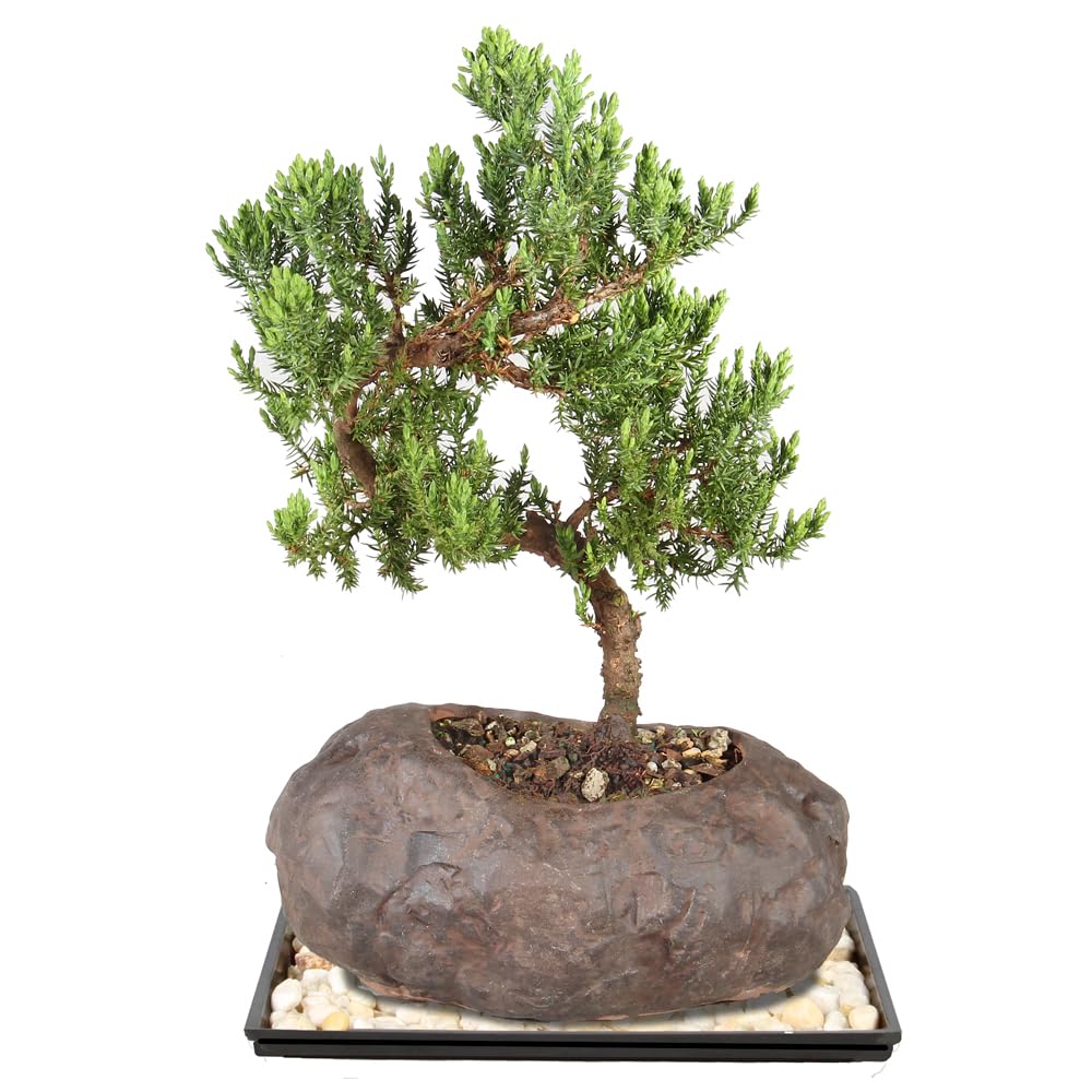Amazon.com: Brussel's Bonsai - Medium Juniper Live Bonsai Tree