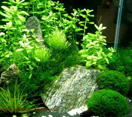 Nano VII Set Aquarium 20-30 l Pflanzen, Kies, Deko