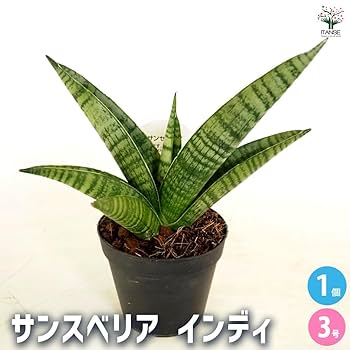 サンスベリア・ディアブロ Sansevieria Diablo サンスベリア・ディアブロ Sansevieria Diablo - メルカリ