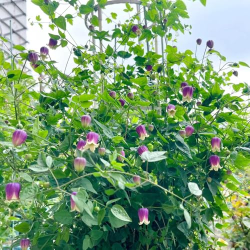 bulbos de clemátide - trepadoras resistentes de temprana para exteriores 6pcs