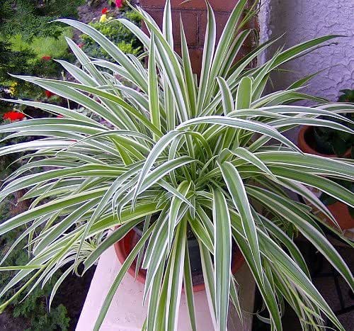 Reverse Variegated Spider Plant - Easy to Grow - Cleans