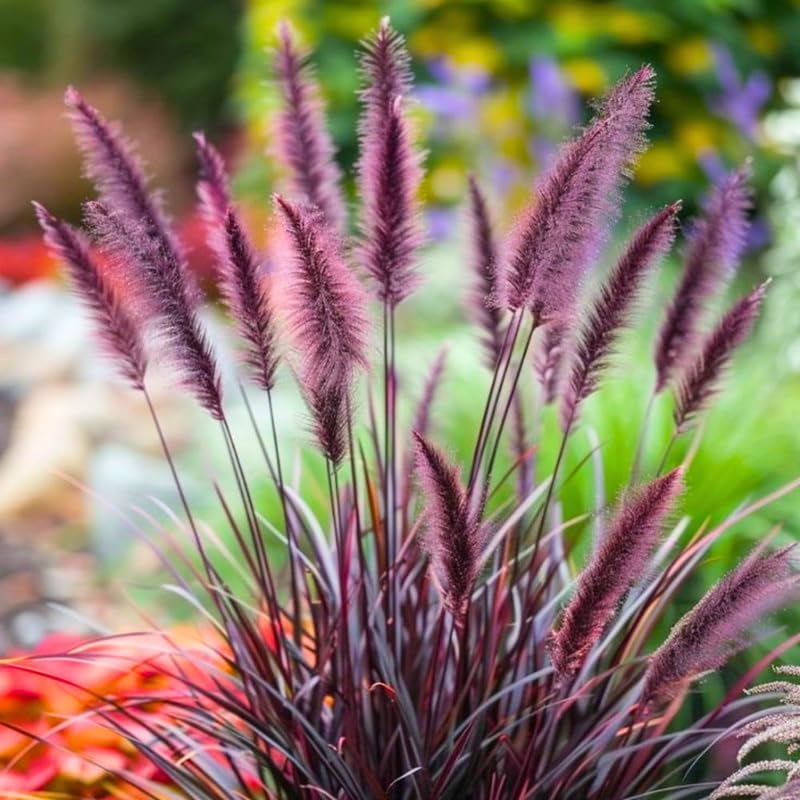2 Black Fountain Grass Plants Live for Planting, Ornamental Grass for Landscaping, Hardy Grasses Clupms 4-7 Inch Tall Well Rooted