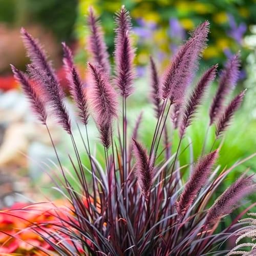 YOKEBOM Purple Fountain Grass Plants Live for Planting