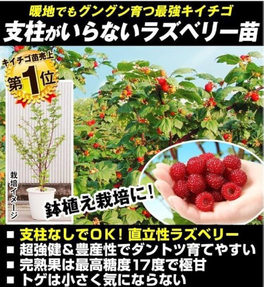 ラズベリー様 ラズベリー腫瘍って何？】ピロリ未感染の胃にできる低悪性度腫瘍