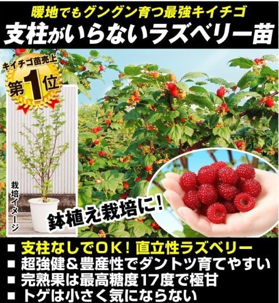 フリーセア　ラズベリーシャーベット激レア中株　紫品種 フリーセア ラズベリーシャーベット激レア中株 紫品種 【公式通販】