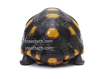 【動物の惑星】レア★上海展覧会非売品!記念品トウブハコガメ! フィギュア 動物の惑星】レア☆上海展覧会非売品!記念品トウブハコガメ