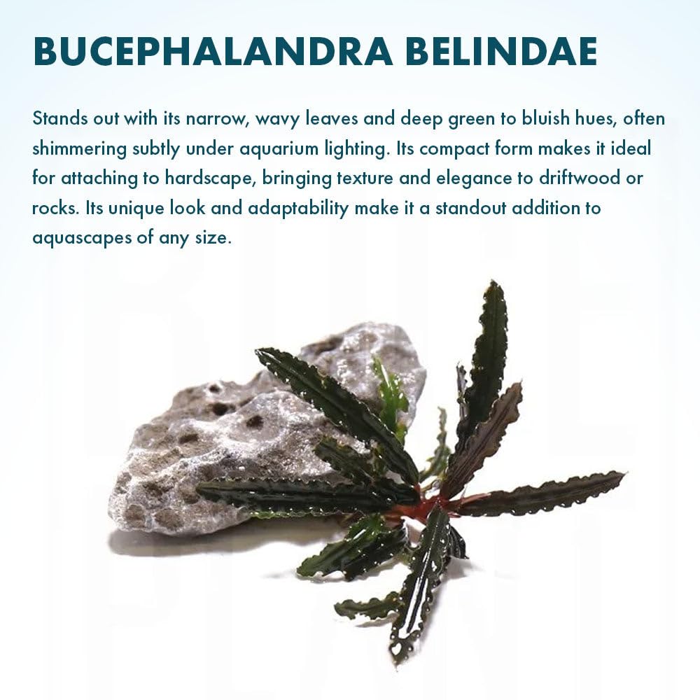 水草 BUCEPHALANDRA for Passat358 水草 BUCEPHALANDRA for Passat358