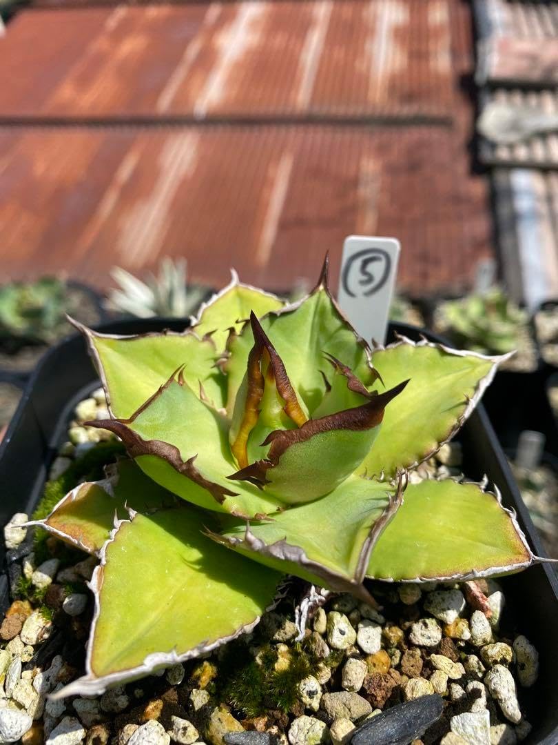 サボテン オテロイ 実生 5 アガベ・オテロイ（実生） - 陽春園ネット通販