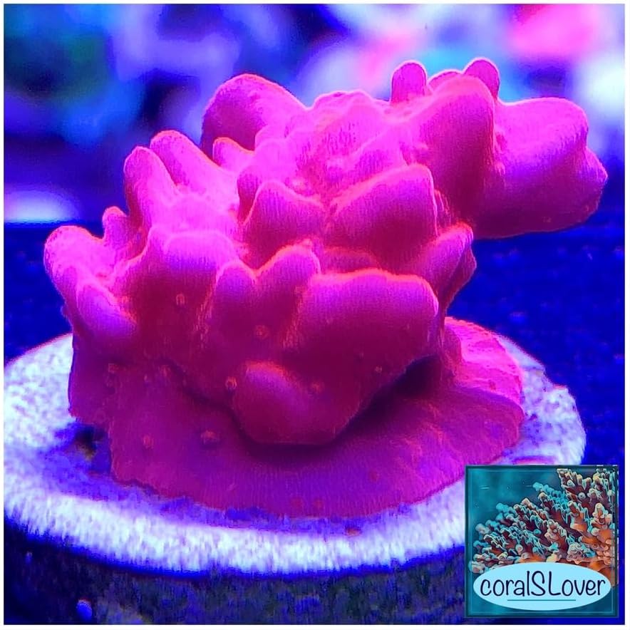 coralSLover. Aquaculture Saltwater Coral Decor, Coral for Reef Aquarium Decorations - SPS, Neon Orange Montipora Setosa.