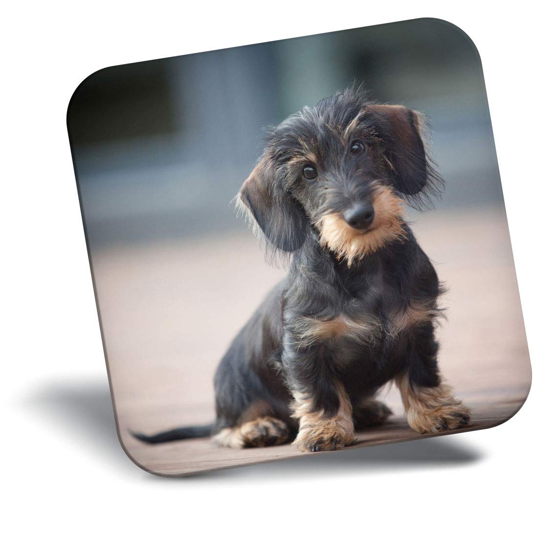 Destination Vinyl Ltd Fridge Magnet - Wire Haired Dachshund Puppy 2730