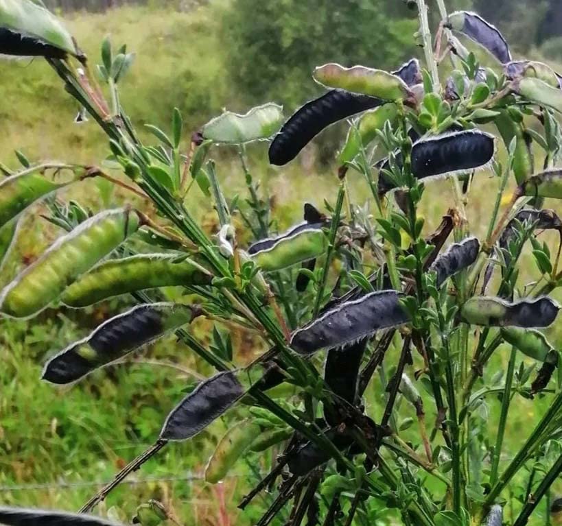 Cytisus scoparius (Scotch Broom) Tree Seed, sweet-pea shaped, bright yellow flowers, You Choose The Quantity (1 Pack)