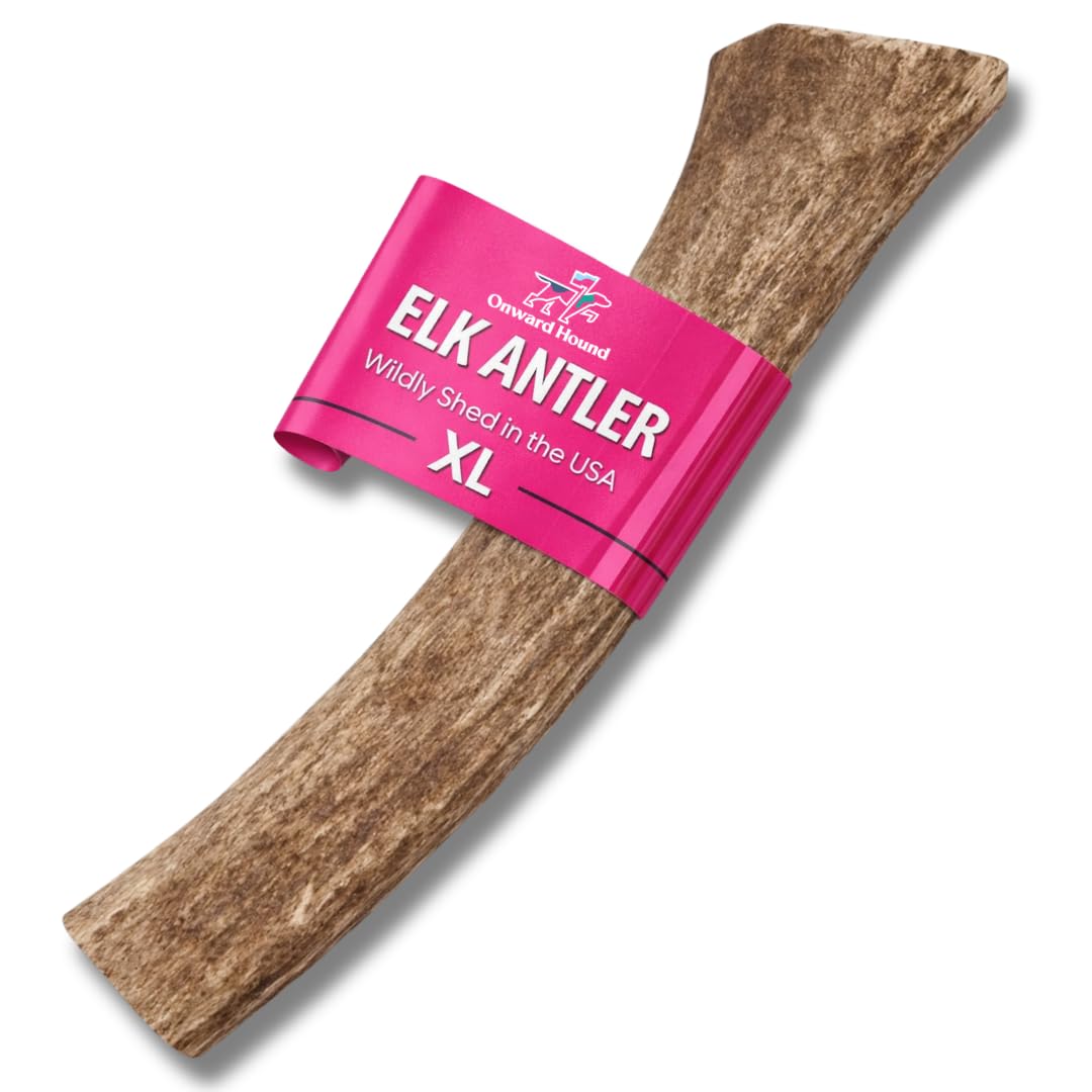 Onward Hound Elk Antlers for Dogs – Deer Antler for Dogs, 8"+ XL Whole Natural Chew, Long Lasting for Aggressive Chewers, Premium Grade A Naturally