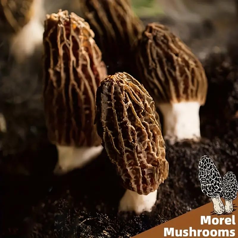 Premium Dried Morel Mushrooms, Grade AAA, Natural Morchella Conica, Gluten-Free, Fat-Free, Sugar-Free 4oz