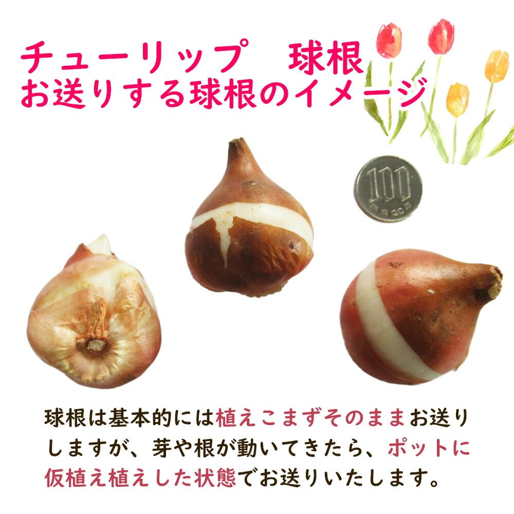 Amazon.co.jp: 「 ユリ咲き チューリップ 球根 桃花 【6 Amazon.co.jp: 「 ユリ咲き チューリップ 球根 桃花 【6
