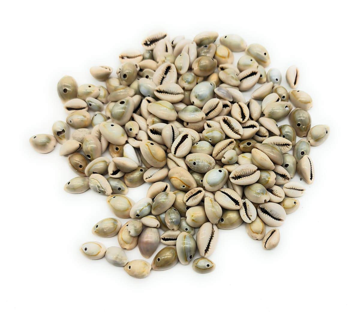 SATYAM KRAFT201 Gram Kowrie with Hole Natural Color for Craft Kodi 1 Packet (201 Gram)