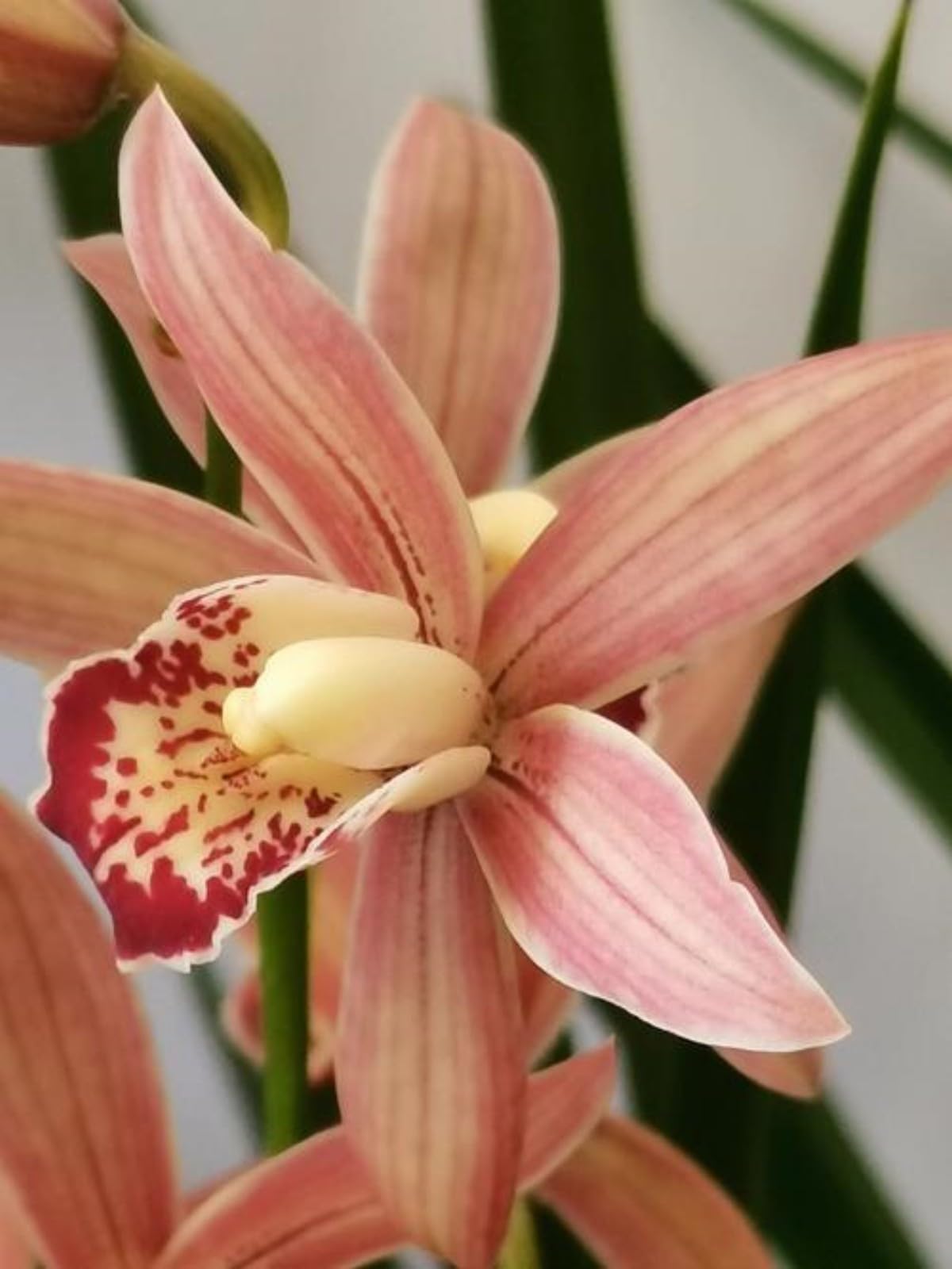 Hardy Perennial,Canna Plants UK, Excellent Display Cymbidium Orchid Bulbs Ornamental Plants Cold-Resistant Easy to Grow Suitable for Indoor Gardens -8bulbs-B
