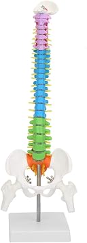 Oumefar Color Human Spine Model 45cm Color Human Spine Model with Pelvis +Femur Laboratory Teaching Model Life Size Spine Model for Science Lab