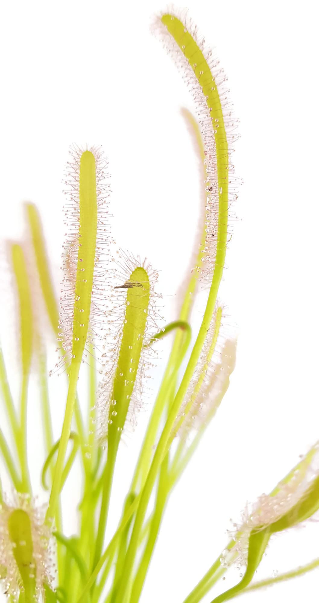 Drosera Capensis Alba - Sonnentau im Ø 9 cm Topf - fleischfressende Pflanze
