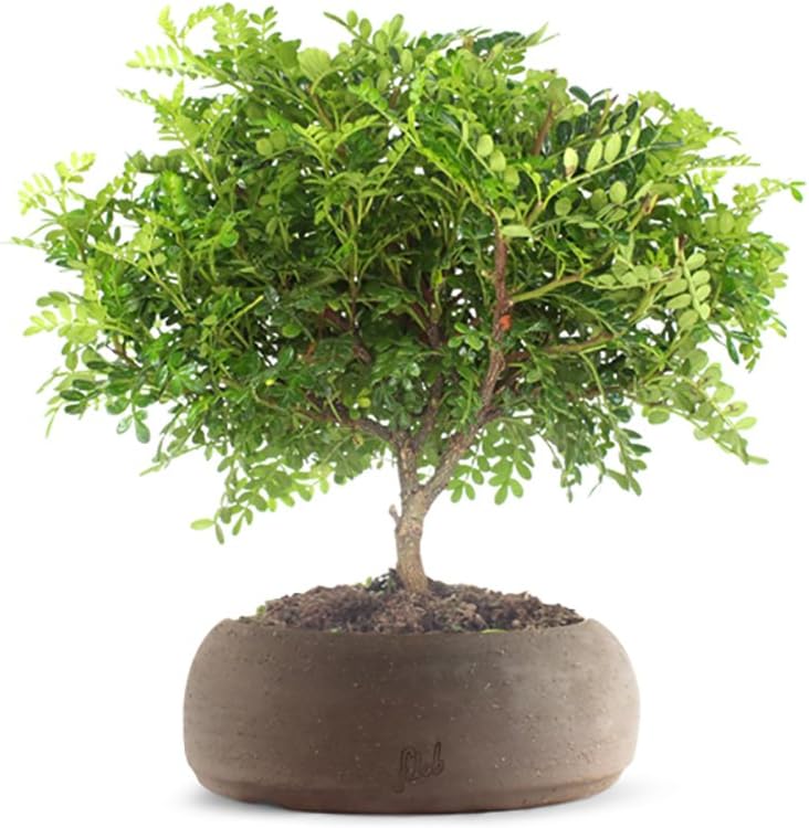 FLOB: Bonsai Tree Pepper with Pot handmade