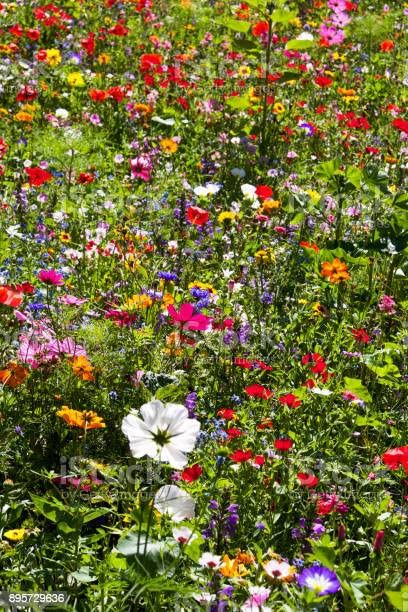100g Pure Wild Flower Meadow Seeds Certified Over 21 Mix Species of Flower Amazing Value Bulk Mix 21