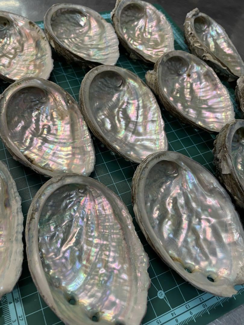 アワビ貝殻　特大 天然 アワビ 貝殻 特大 17cm 14cm - メルカリ
