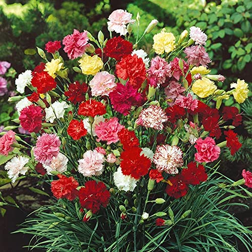 Audbhidhi Carnation Flower Seeds Multicolor Winter Season Suitable For Home Gardening (50 Seeds Pack) (B0B77J7YNR) Amazon Price History, Amazon Price Tracker