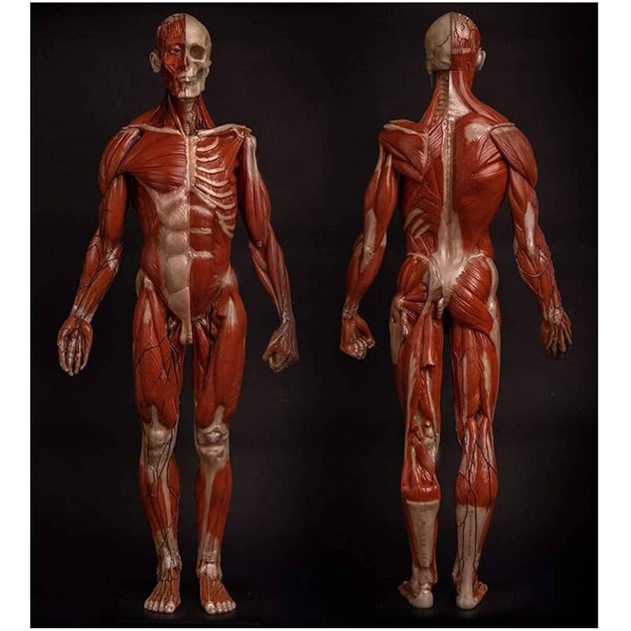 Human Anatomy for Artists　人間の解剖学 Amazon.co.jp: 女性の解剖図 アーティストの描画研究のための