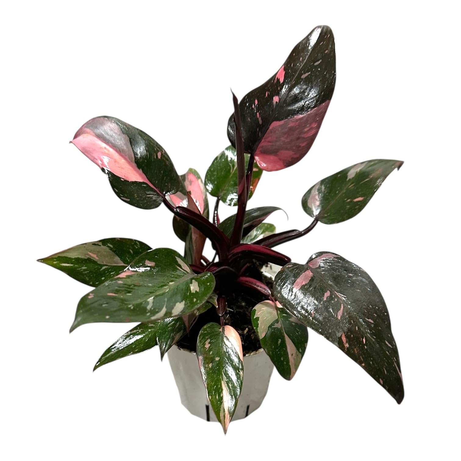 Hopewind Pink Princess Philodendron