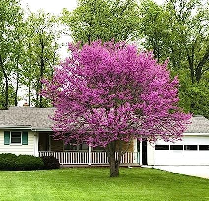Nandini Garden Redbud Merlot Flower Cercis Canadensis Plant Unique Tree 1.5-2 Ft