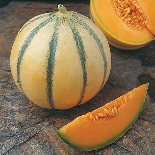 Charentais melon How to grow & care