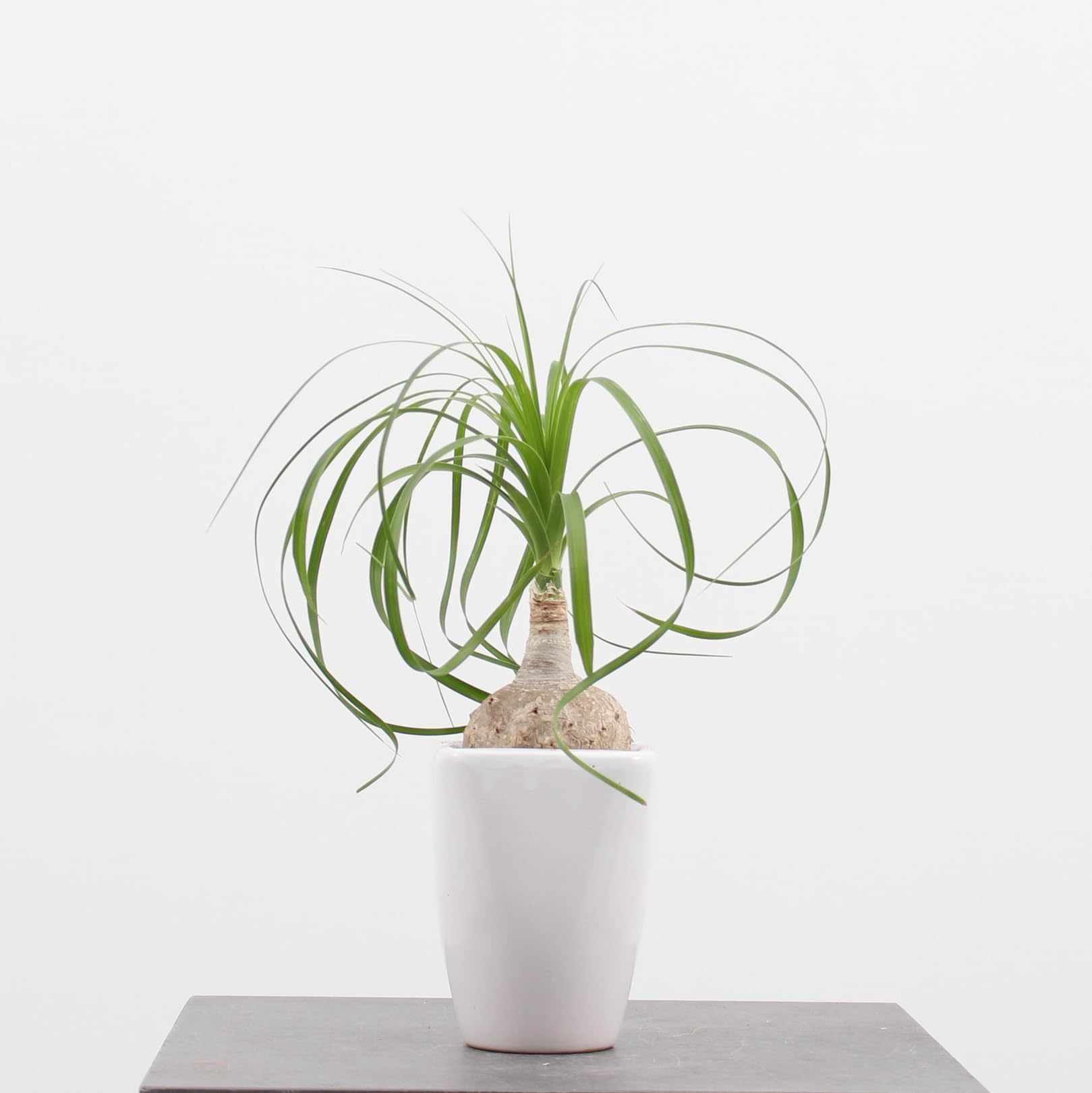 Amazon｜ノリナ ポニーテール 3号 陶器鉢/受け皿付 【観葉植物 本物