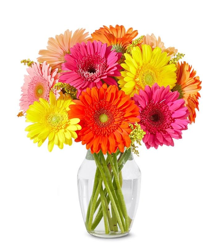 From You Flowers - Stunning Gerbera Daisies - 10 Stems with Glass Vase | Fresh Flower Bouquets for Birthday, Anniversary, Get Well or Celebration