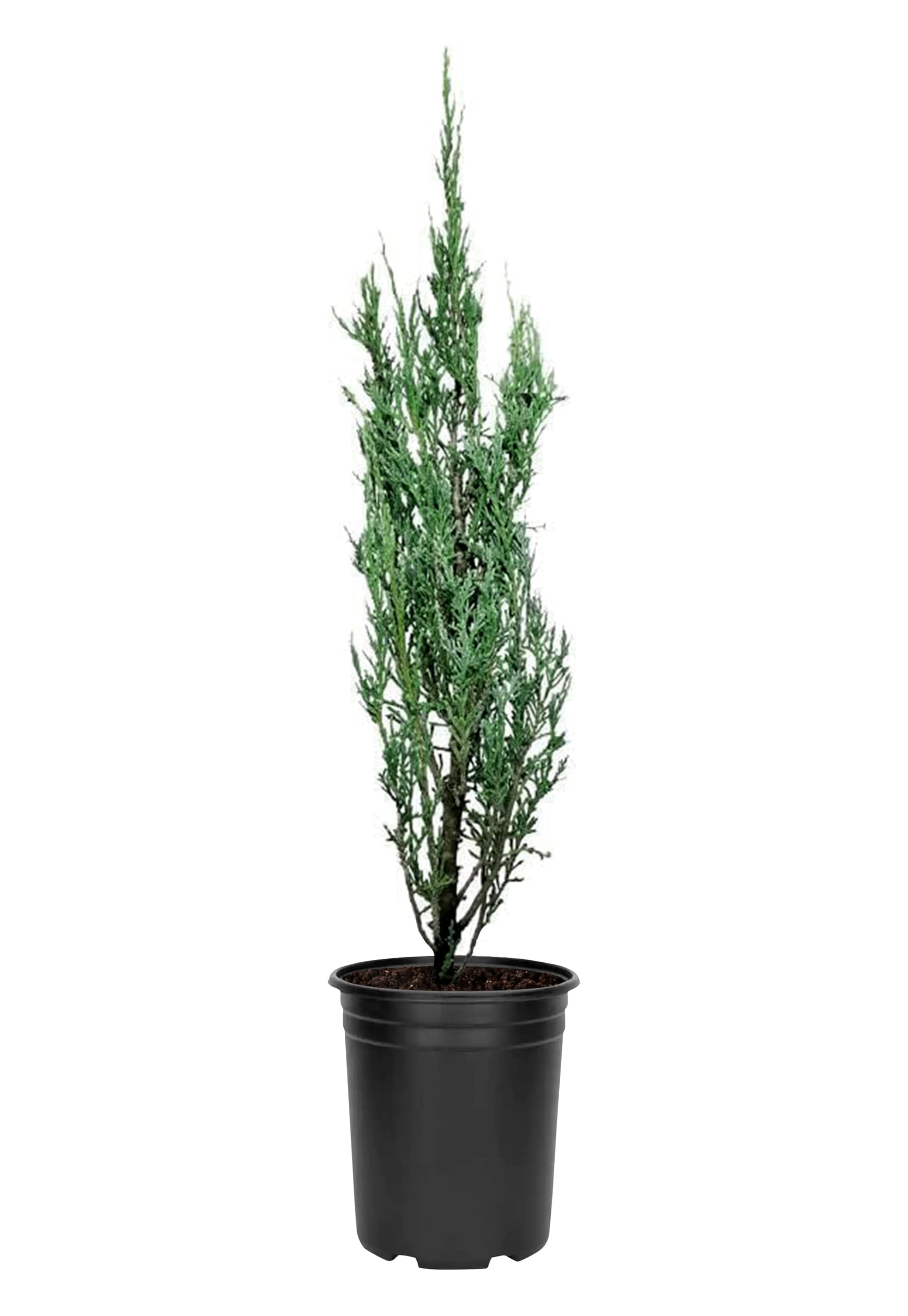 Blue Arrow Juniper 10-Pack