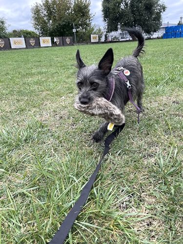 Dingo Hundespielzeug Kunstfell mit Quietsch Pelz Lange Schwarz Bungee-Griff Beisswurst Mop Hundetraining Spiel mit Hund zum Tauziehen Fleece 15585