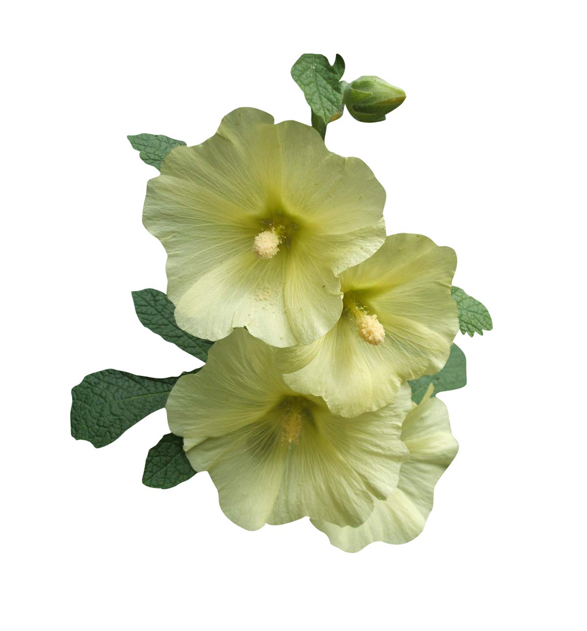 Nema Alcea Rosea Flower Seeds-Yellow-100Pcs