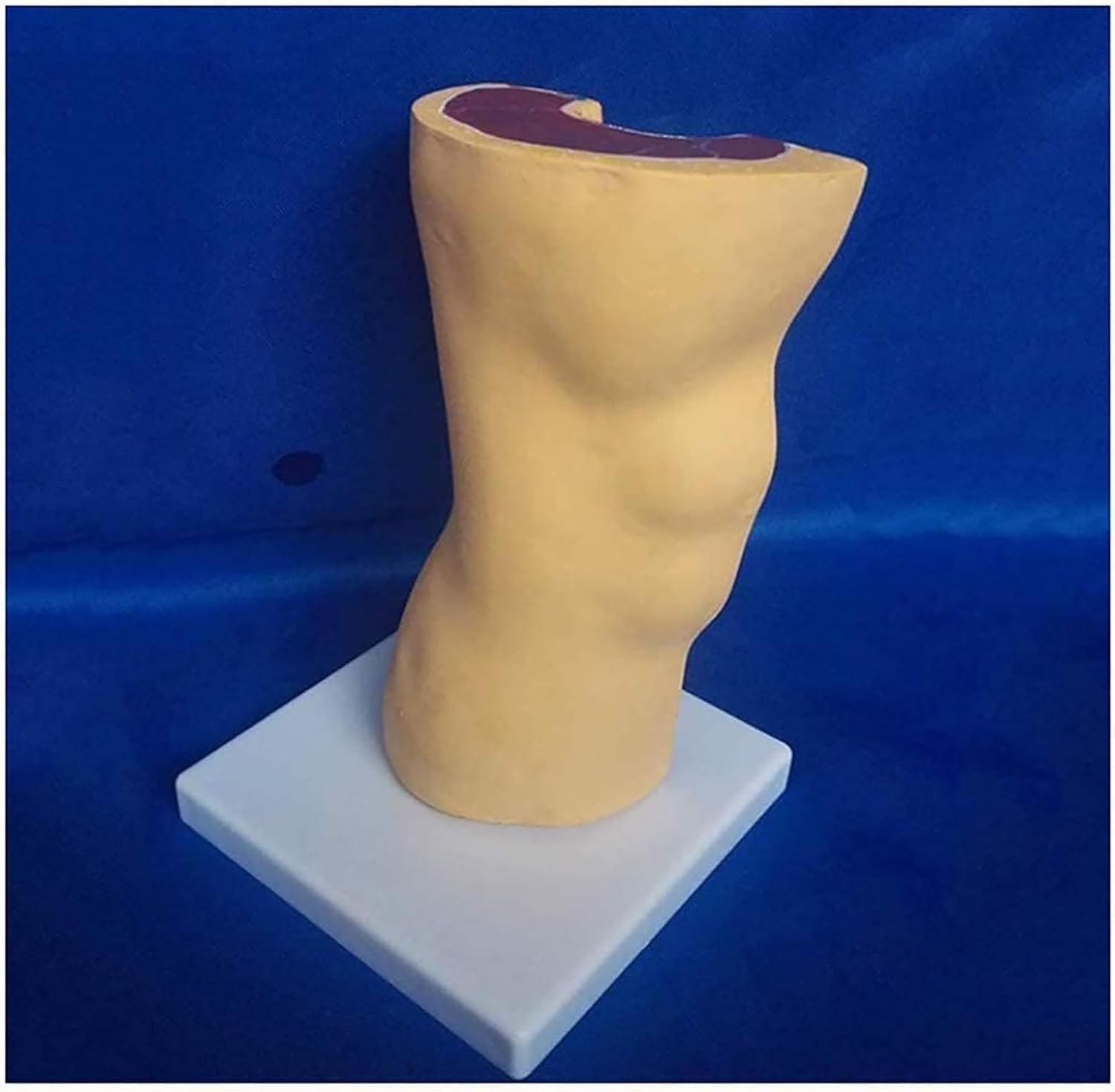 Model stawu kolanowego człowieka – anatomiczny model nauczania w edukacji i szkoleniach w opiece zdrowotnej