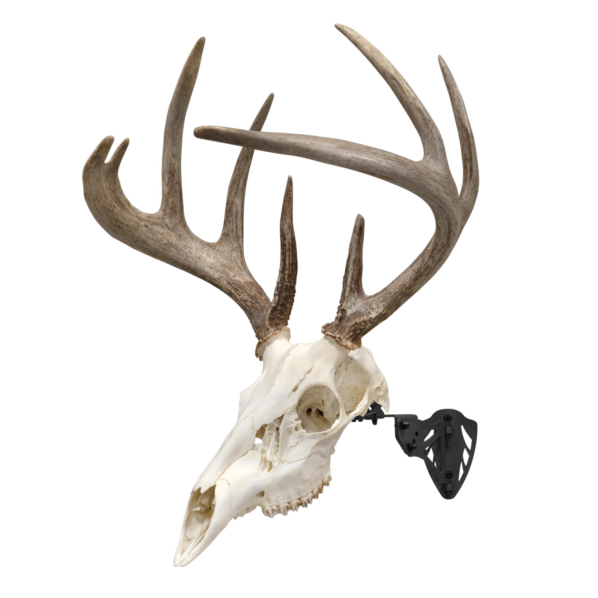 Amazon.com : Allen Company EZ Mount Trophy Skull Hanger, Black