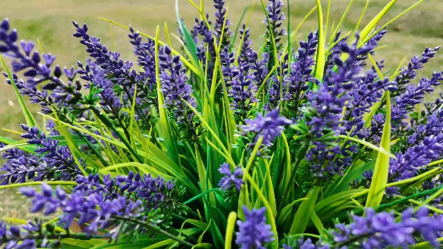 spanish lavender tree Primavera Spanish Lavender